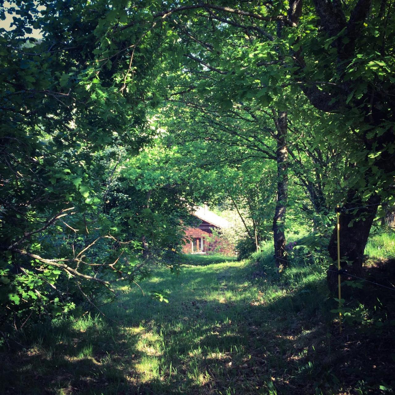 Silver Trees - Glamping Fresse-sur-Moselle Extérieur photo